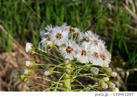 蕗(ふき)の花(綿毛) 蕗(ふき)の花(綿毛) 139461897