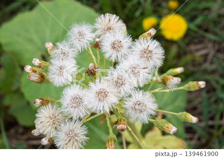 蕗（ふき）の花（綿毛） 139461900