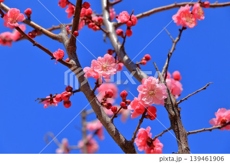 満開の梅の花と青空｜クローズアップで捉えた春の花びらと蕾 139461906