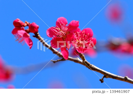 満開の梅の花と青空|クローズアップで捉えた春の花びらと蕾 満開の梅の花と青空|クローズアップで捉えた春の花びらと蕾 139461907