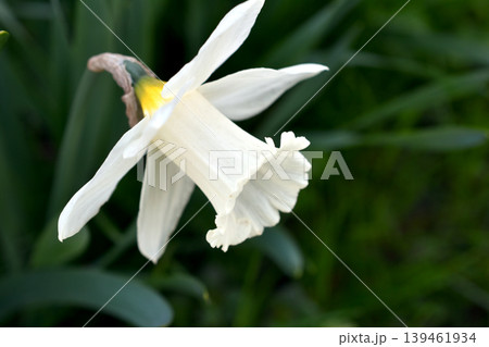 White narcissus flower. 139461934