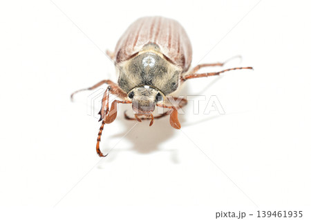 The May beetle belongs to the family of lamellar beetles. The May beetle belongs to the family of lamellar beetles. 139461935