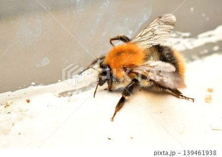 Field bumblebee close-up. 139461938