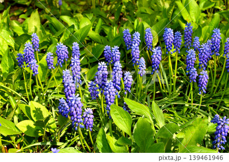 Muscari, also known as mouse hyacinth Muscari, also known as mouse hyacinth 139461946