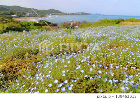 ネモフィラの花畑 金ヶ浜ビュー園地 ネモフィラの花畑 金ヶ浜ビュー園地 139462015
