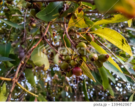 raw (unripe) Kala Jamun fruits (Syzygium cumini) growing in a cluster on a tree branch. In their raw state raw (unripe) Kala Jamun fruits (Syzygium cumini) growing in a cluster on a tree branch. In their raw state 139462067
