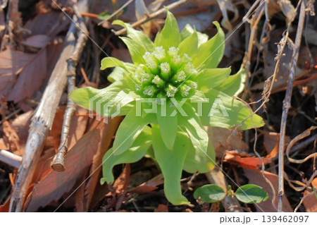 春の山菜 フキノトウ|枯れ葉と土の中から芽吹く野生の植物 背景素材 春の山菜 フキノトウ|枯れ葉と土の中から芽吹く野生の植物 背景素材 139462097