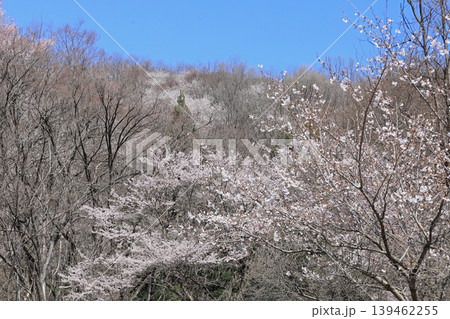 陸郷桜仙峡 陸郷桜仙峡 139462255