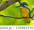 新緑の中で枝にとまるカワセミの野鳥写真 139462530