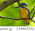 新緑の中で枝にとまるカワセミの野鳥写真 139462532