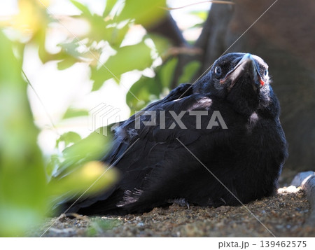 木陰からこちらを見つめるカラスの幼鳥 139462575