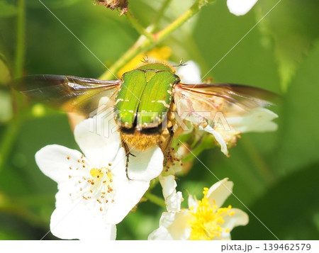 花へ飛んできたハナムグリ 花へ飛んできたハナムグリ 139462579