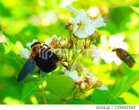 野茨の花に集まるクマバチとハナムグリ 野茨の花に集まるクマバチとハナムグリ 139462580