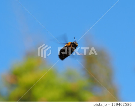 ホバリングしているクマバチ ホバリングしているクマバチ 139462586
