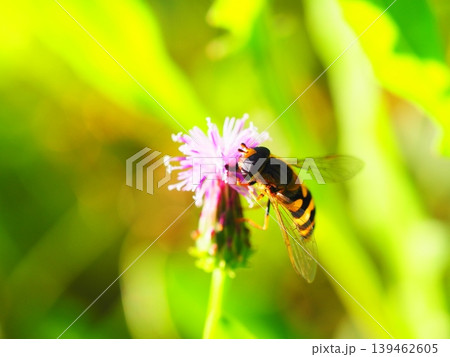 花の蜜を吸う雄のオオフタホシヒラタアブ 花の蜜を吸う雄のオオフタホシヒラタアブ 139462605