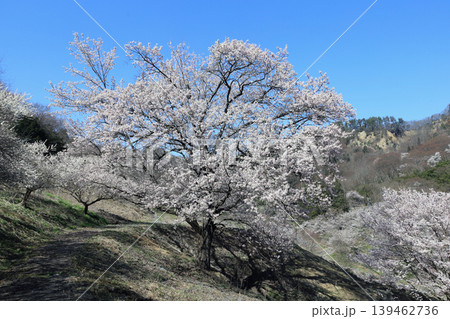 陸郷桜仙峡 陸郷桜仙峡 139462736