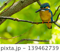 新緑の森で枝にとまるカワセミ 139462739