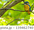 新緑の森で枝にとまるカワセミ 139462740
