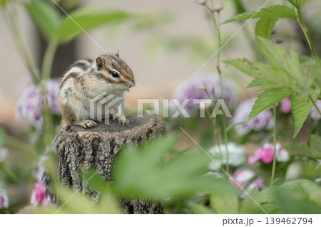 花に囲まれてたたずむ子シマリス 139462794