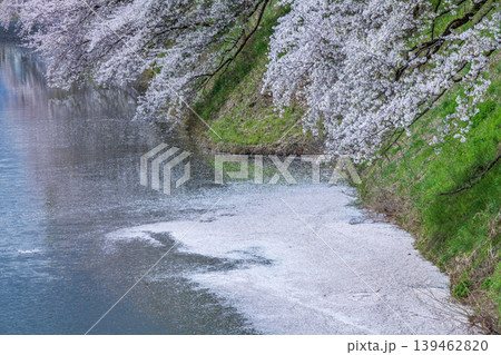 お堀の桜 お堀の桜 139462820