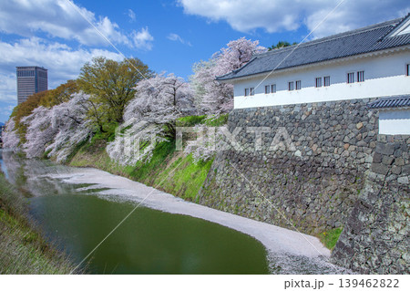お堀の桜 お堀の桜 139462822
