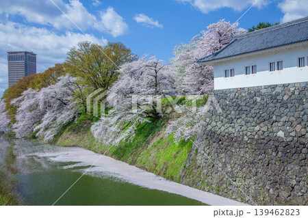 お堀の桜 お堀の桜 139462823