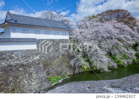お堀の桜 お堀の桜 139462827