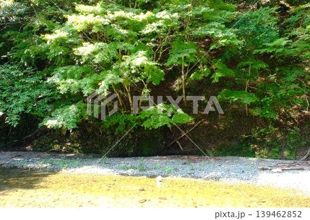 【神奈川県】水沢川のせせらぎと緑の木々 139462852