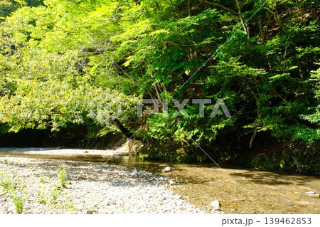 【神奈川県】緑の中を流れる水沢川の清流 139462853