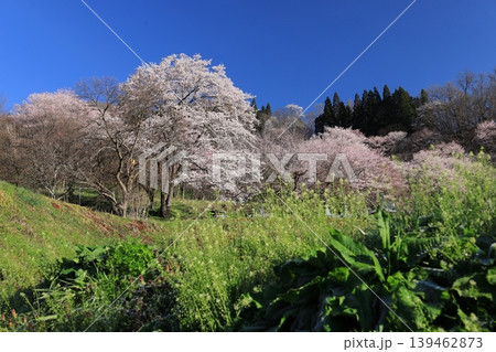 小川村の桜 139462873