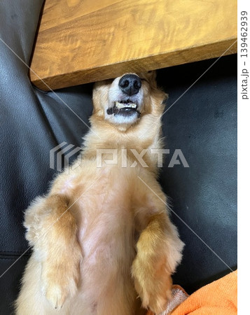 歯を出して寝る犬 歯を出して寝る犬 139462939