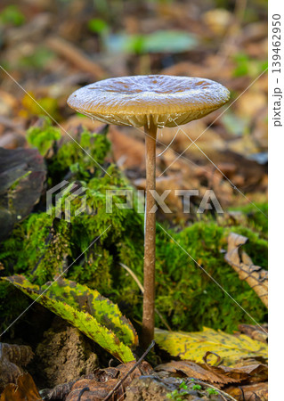 Oudemansiella radicata mushroom growing in a forest setting with moss and fallen leaves in autumn Oudemansiella radicata mushroom growing in a forest setting with moss and fallen leaves in autumn 139462950