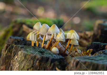 Mushrooms flourish on a decaying tree stump in the forest during early morning light Mushrooms flourish on a decaying tree stump in the forest during early morning light 139462951