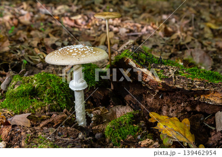 The Amanita pantherina, or the Panther Cap, a beautiful and iconic mushroom. A muted relative of the Amanita muscaria or fly agaric, its cap features a bold pattern The Amanita pantherina, or the Panther Cap, a beautiful and iconic mushroom. A muted relative of the Amanita muscaria or fly agaric, its cap features a bold pattern 139462954