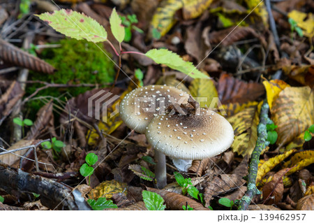 The Amanita pantherina, or the Panther Cap, a beautiful and iconic mushroom. A muted relative of the Amanita muscaria or fly agaric, its cap features a bold pattern The Amanita pantherina, or the Panther Cap, a beautiful and iconic mushroom. A muted relative of the Amanita muscaria or fly agaric, its cap features a bold pattern 139462957