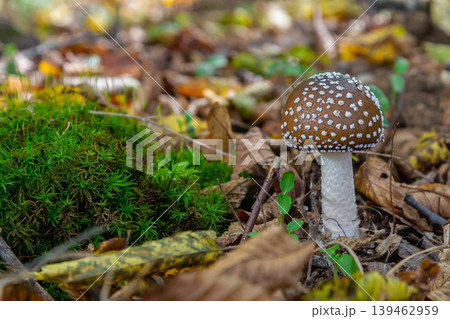 The Amanita pantherina, or the Panther Cap, a beautiful and iconic mushroom. A muted relative of the Amanita muscaria or fly agaric, its cap features a bold pattern The Amanita pantherina, or the Panther Cap, a beautiful and iconic mushroom. A muted relative of the Amanita muscaria or fly agaric, its cap features a bold pattern 139462959
