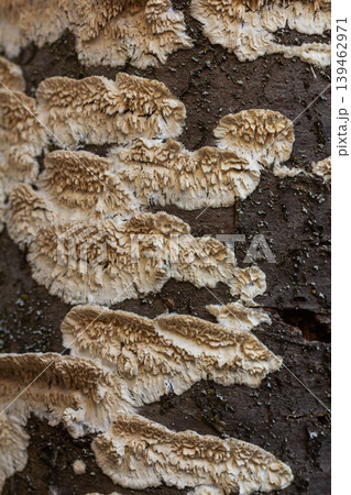 Detailed view of Schizopora paradoxa showcasing split-pore structure on tree bark in a forest habitat during early autumn Detailed view of Schizopora paradoxa showcasing split-pore structure on tree bark in a forest habitat during early autumn 139462971