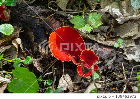 Scarlet Elfcup fungi growing on decaying wood in a forest during springtime Scarlet Elfcup fungi growing on decaying wood in a forest during springtime 139462972