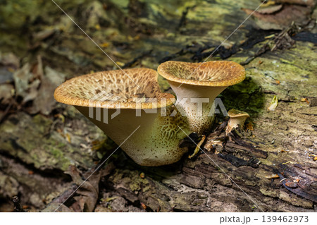 Cerioporus squamosus a unique dryad's saddle mushroom found on decaying wood in a forest during autumn Cerioporus squamosus a unique dryad's saddle mushroom found on decaying wood in a forest during autumn 139462973