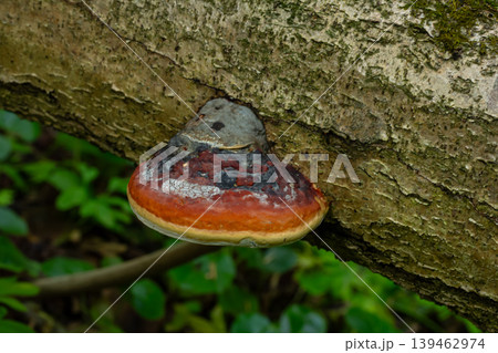 Ganoderma applanatum thrives on a fallen tree in a lush forest showcasing its vibrant colors and unique shape during the daytime Ganoderma applanatum thrives on a fallen tree in a lush forest showcasing its vibrant colors and unique shape during the daytime 139462974