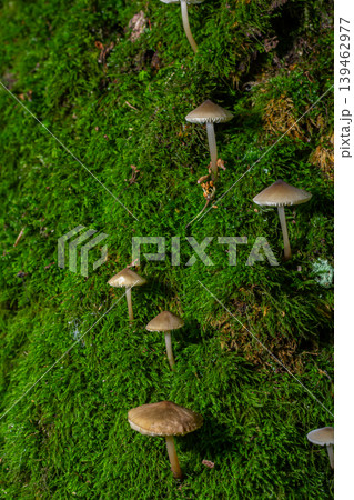Mycena inclinata mushrooms growing on a mossy surface in a lush forest during a calm afternoon 139462977
