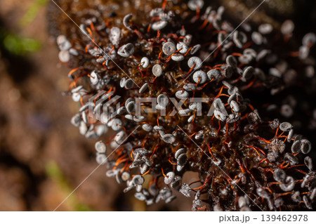 Stalked slime mold Didymium squamulosum thriving on decaying organic matter in a natural environment 139462978