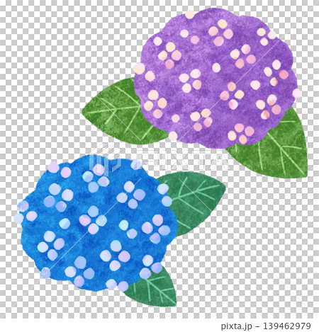 Hand-drawn style hydrangea illustration (blue, purple, rainy season) Hand-drawn style hydrangea illustration (blue, purple, rainy season) 139462979