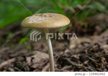 Discovering Gymnopus dryophilus the Oak-loving Collybia mushroom thriving in a forest setting during the early morning light Discovering Gymnopus dryophilus the Oak-loving Collybia mushroom thriving in a forest setting during the early morning light 139462982