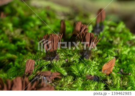 Chocolate tube slime thrives among moss showcasing unique brown structures in a natural forest setting Chocolate tube slime thrives among moss showcasing unique brown structures in a natural forest setting 139462985