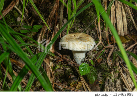 Nauseous Brittlegill grows among grasses in its natural forest habitat during a sunny afternoon Nauseous Brittlegill grows among grasses in its natural forest habitat during a sunny afternoon 139462989
