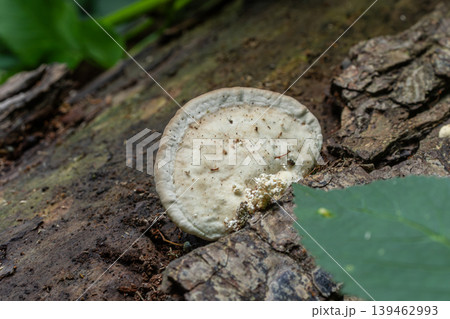 Ganoderma applanatum grows on a fallen log in a forest during a sunny day showing its flat and woody shelf structure Ganoderma applanatum grows on a fallen log in a forest during a sunny day showing its flat and woody shelf structure 139462993