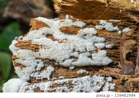 Ceratiomyxa fruticulosa grows on a piece of wood in a forest showing white slime that looks like frost on a cold winter morning Ceratiomyxa fruticulosa grows on a piece of wood in a forest showing white slime that looks like frost on a cold winter morning 139462994