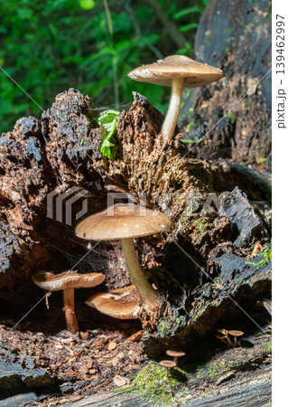 Pluteus cervinus fungus grows on decaying wood in a forest setting during daylight Pluteus cervinus fungus grows on decaying wood in a forest setting during daylight 139462997
