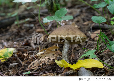 Brown birch bolete mushroom growing in a forest with fallen leaves on the ground during autumn season 139463000